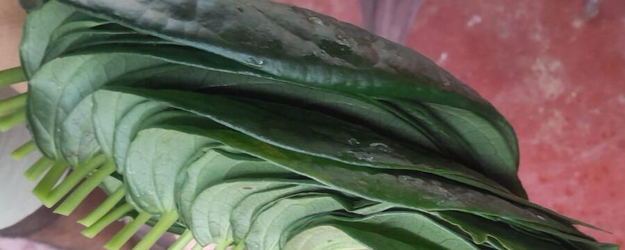 A graded bundle of betel leaves held in one hand, every stem cut to the same length and aligned along the edge of the bundle.