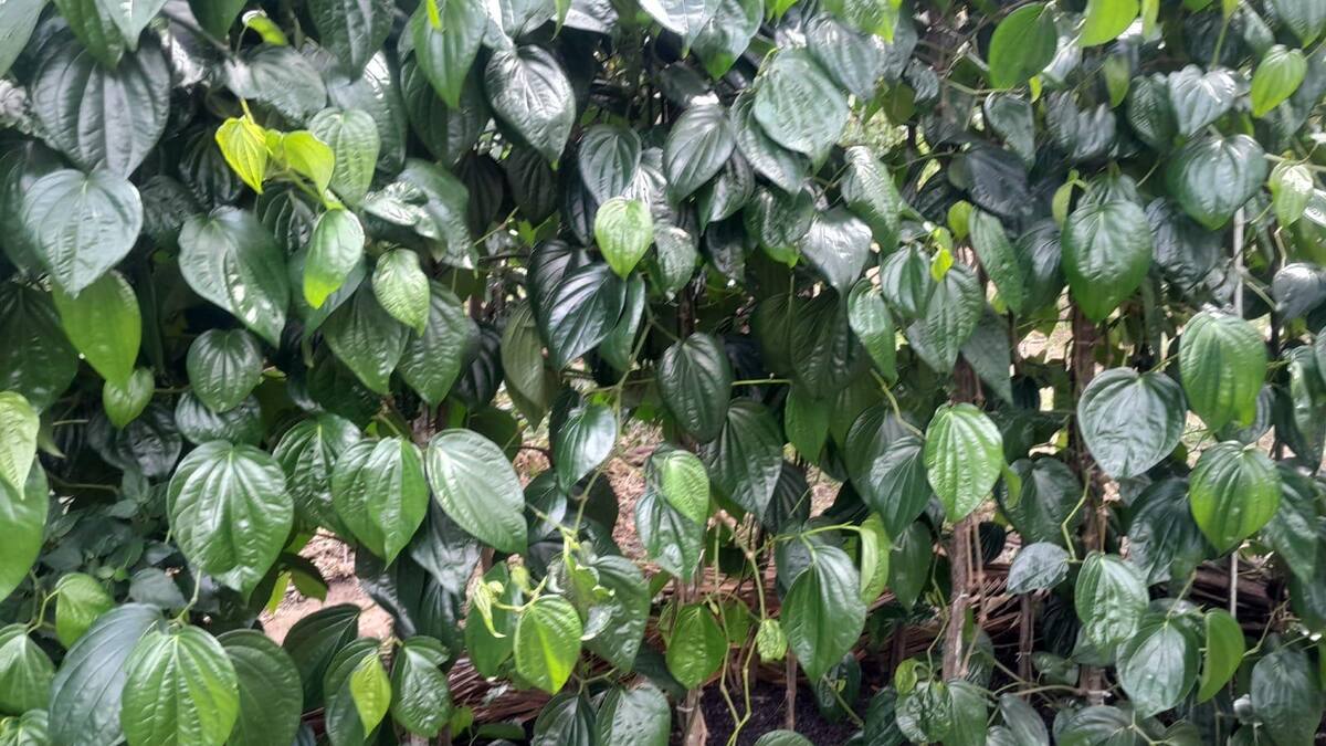 Mature Kalu bulath betel vines trained on their supports, the canopy dense with deep dark green leaves.
