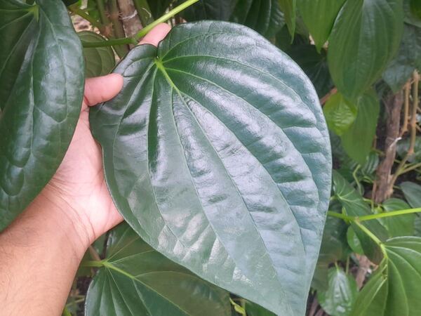 A cut Kalu bulath leaf held in one hand, filling the palm, the surface glossy and the veining raised.