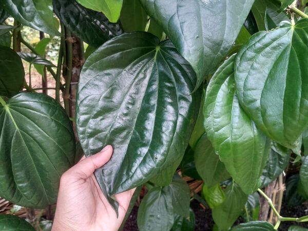 A grower holding a mature betel leaf from underneath while it is still attached to the vine, with the canopy behind it.
