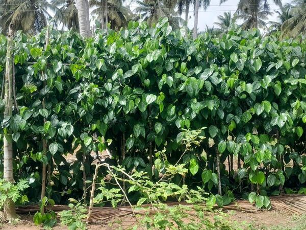 Rows of betel vines trained on timber supports under a coconut canopy, with shade netting along one edge of the plot.
